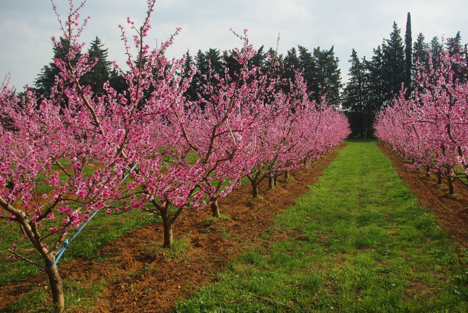Unlocking Innovation in French Agriculture: A Closer Look - 4Growth